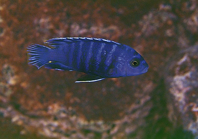 Labidochromis sp. 'gigas lupingu' Magunga